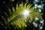 fern plant with sun shining through leaves