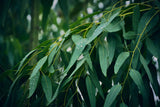 Eucalyptus leaves that could be used in upcycled fragrance ingredients