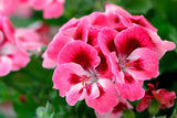 Bright pink geranium flowers that could be used in upcycled fragrance ingredients
