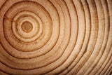 close up on tree rings