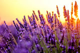 sun shining through a natural lavender field