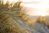 Non-Tropical Coastal Scents