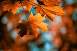 The Best Fragrance Oils for Sophisticated Fall Scents