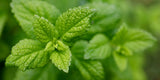 Close up of a green mint leaf