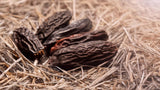 tonka beans on hay