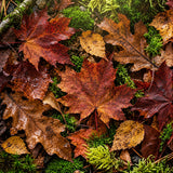 Close-up of wet autumn maple leaves in shades of red, brown, and orange layered over bright green moss on a forest floor.