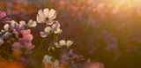 White and pink flowers in a flower field