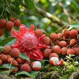 Close-up of lychee fruit with a large pink ginger flower on a natural background