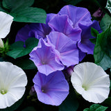 Purple and white moonflowers with dark green leaves, photographed in a close-up garden-style composition.