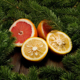 Sliced grapefruit and yuzu on a wooden surface with green foliage