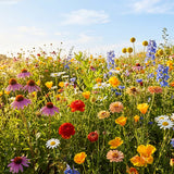 Field of colorful wildflowers under a blue sky with some clouds.