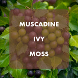 Muscadine grapes with leaves and text overlay on a blurred green background