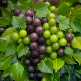 Close-up of green and purple muscadines on a vine with leaves.